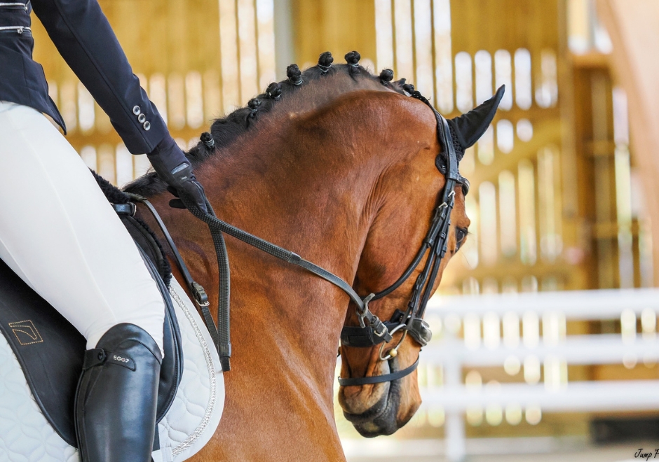 CCPL – Equipôle – Modèle et allures chevaux de dressage – 20 juillet vignette