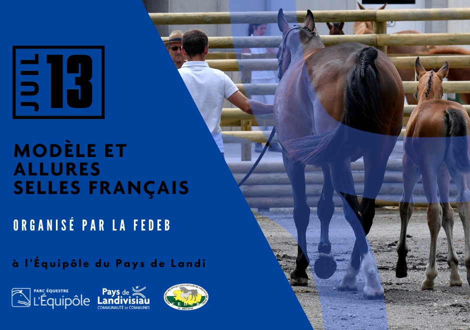 CCPL – Equipôle – Modèle et allures selles français – 13 juillet