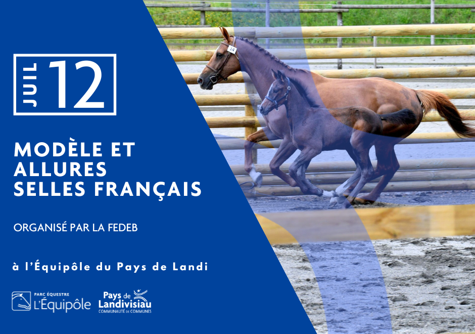 CCPL – Equipôle – Modèle et allures selles français – juillet