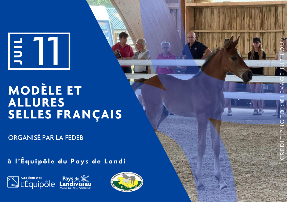 CCPL – Equipôle – Modèle et allures selles français – juillet